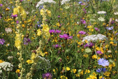 Wildblumen